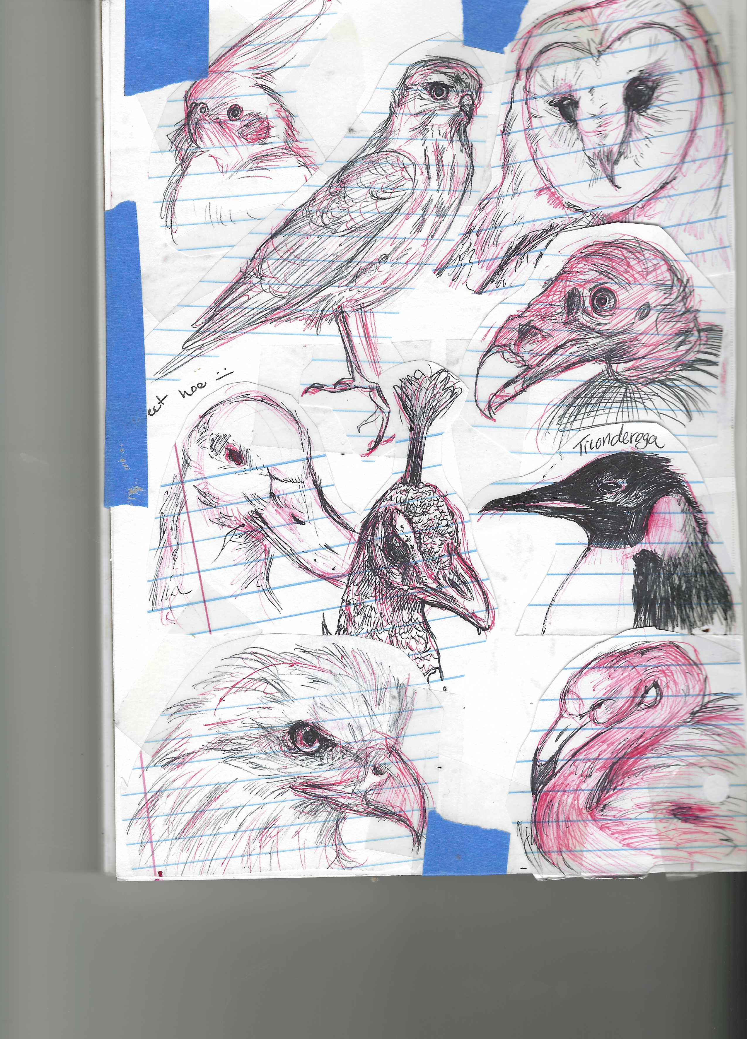cool birds I drew in chem class (2019)