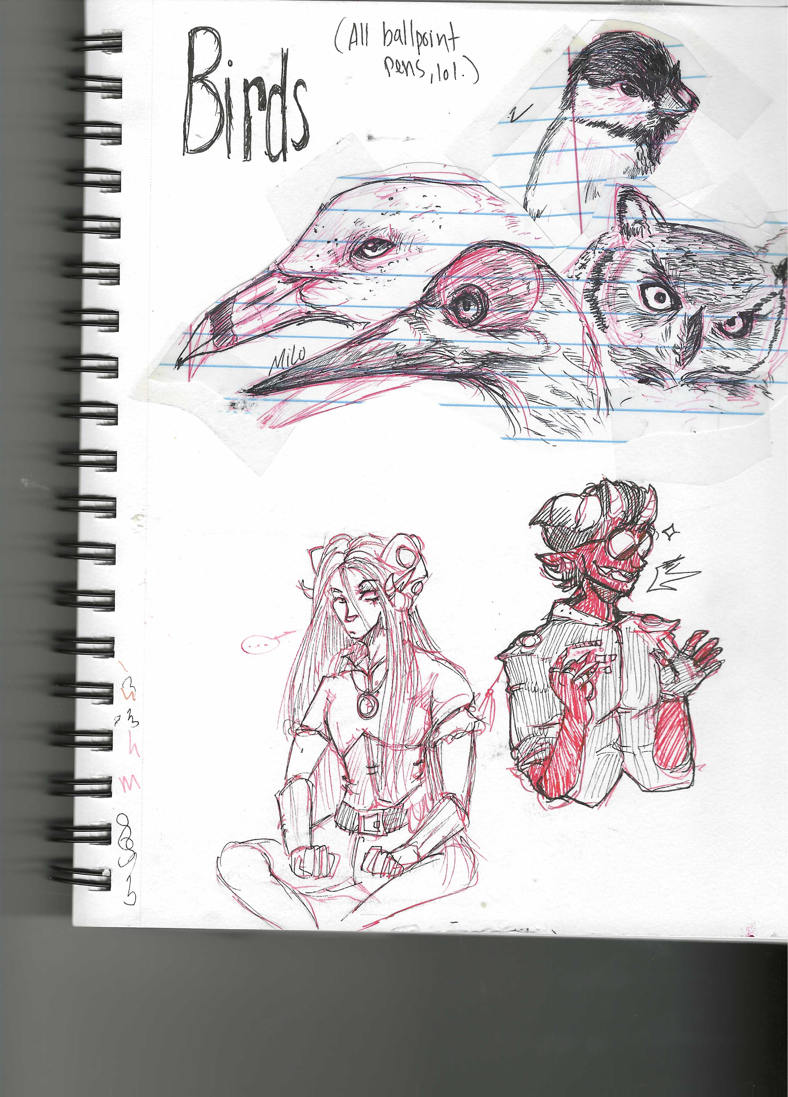 More cool ass birds (2019)